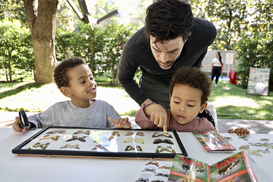 A father and two boys look at preserved butterflies.